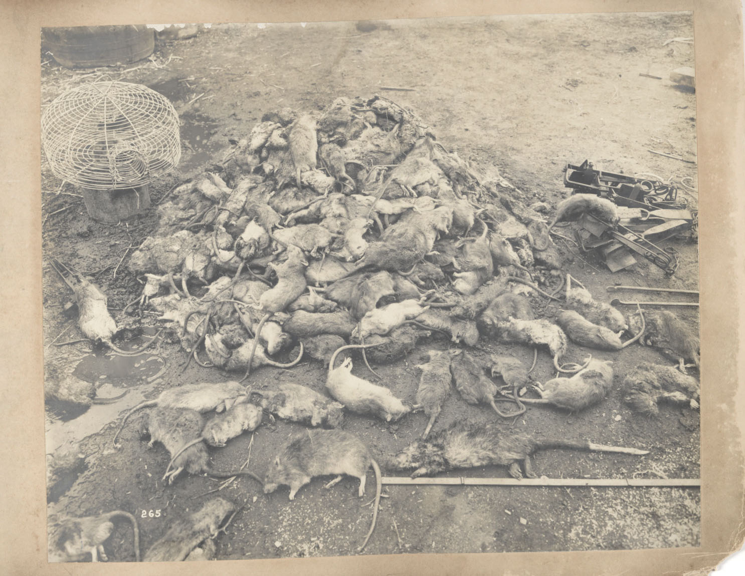 A heap of about 600 rats caught in Sydney during the bubonic plague.