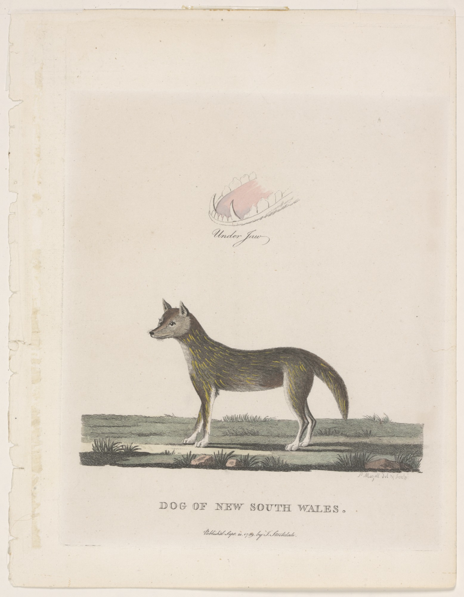 The first published depiction of a dingo. ‘Dog of New South Wales’ by Peter Mazell (artist and engraver), 1789