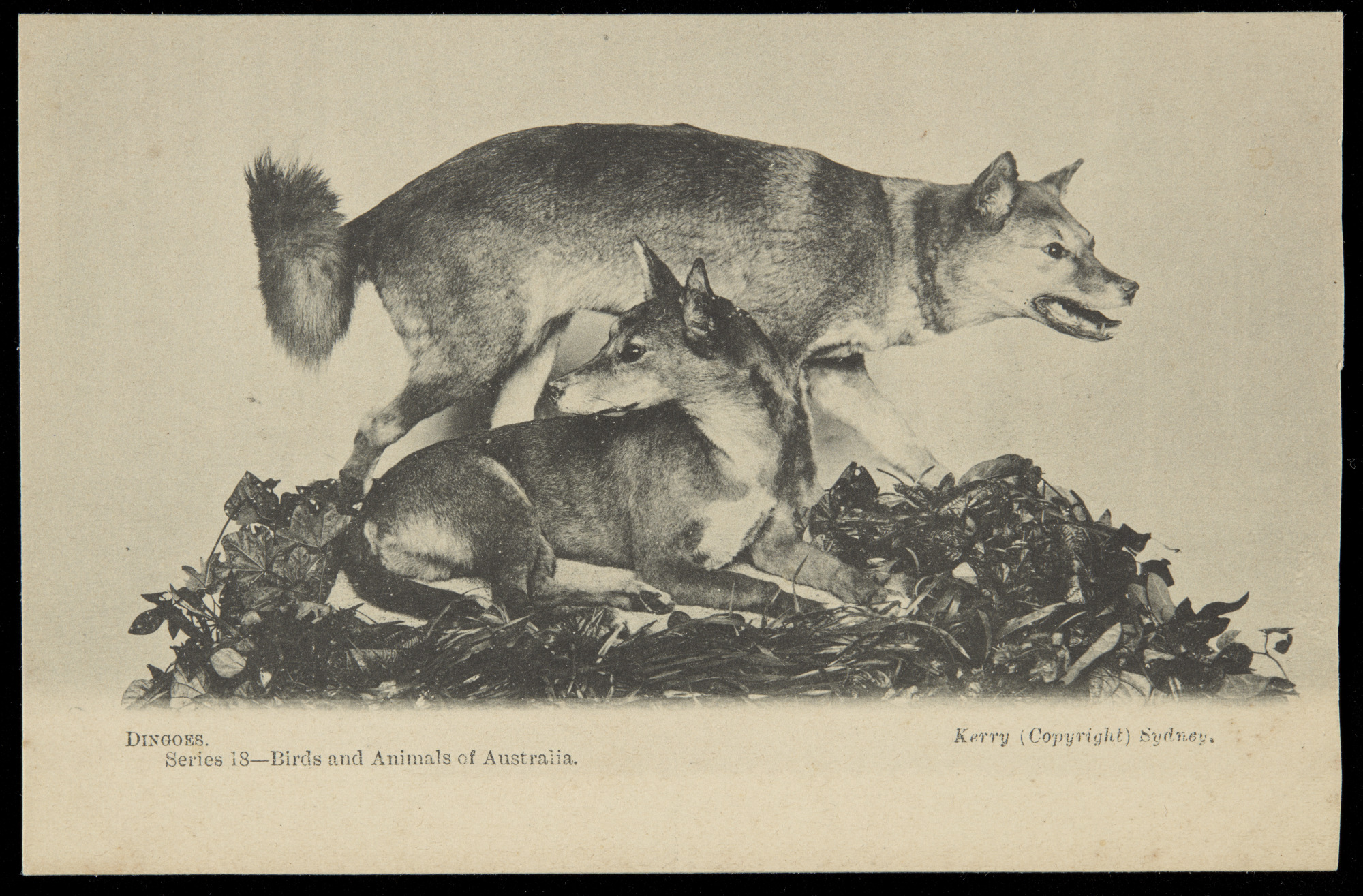 A postcard featuring a black and white photograph of two taxidermied dingoes