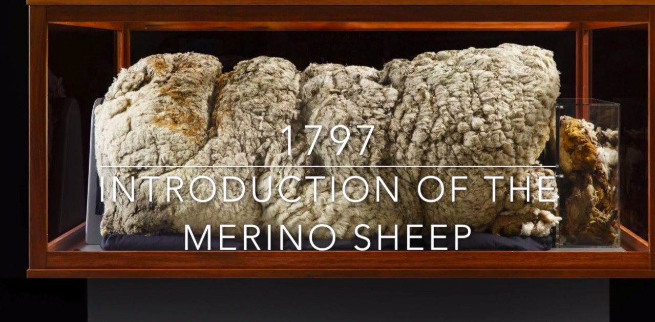1797 Introduction of the Merino sheep