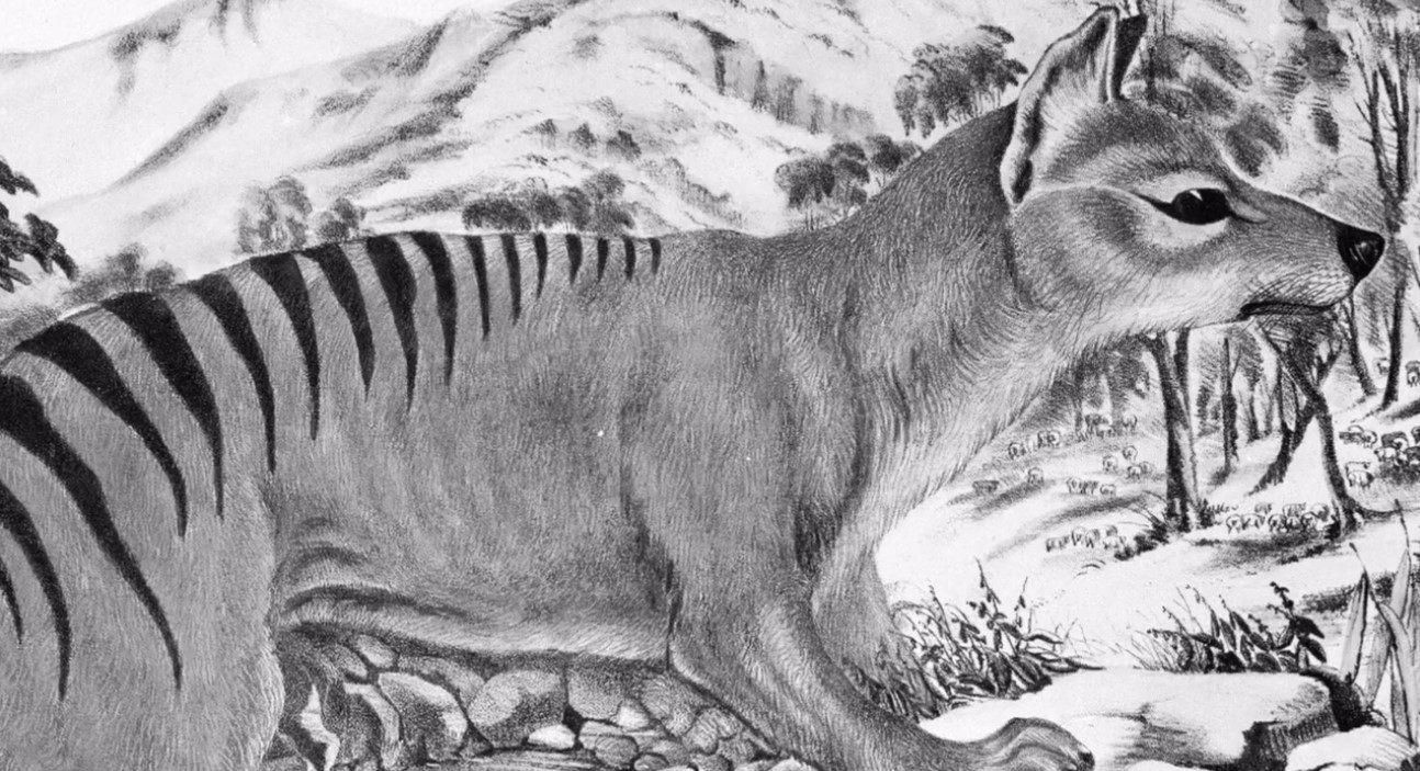 Extinction of thylacine  National Museum of Australia