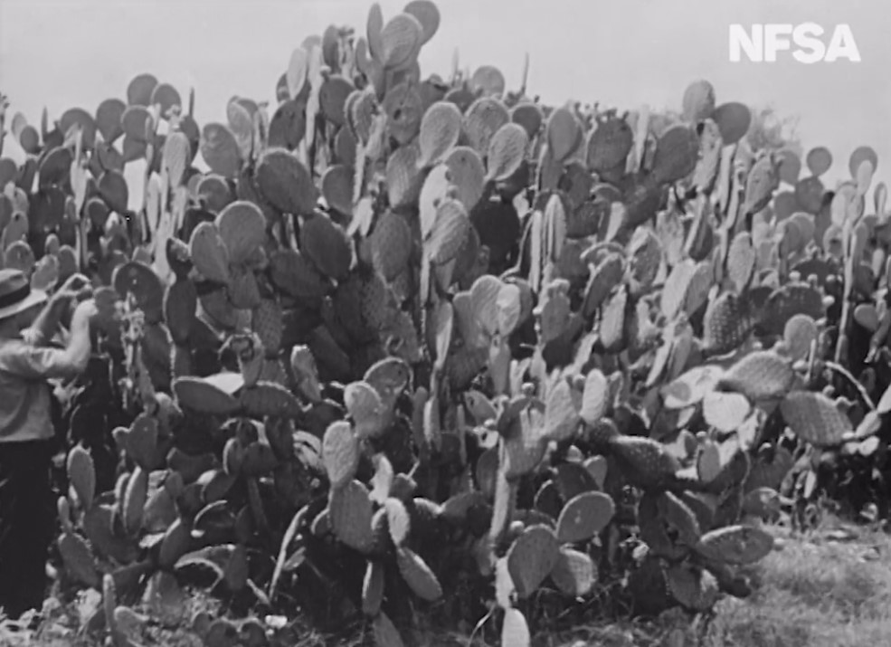 Eradicating the prickly pear (1951)