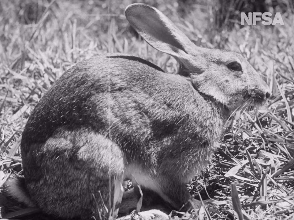 Rabbit wars (1949)