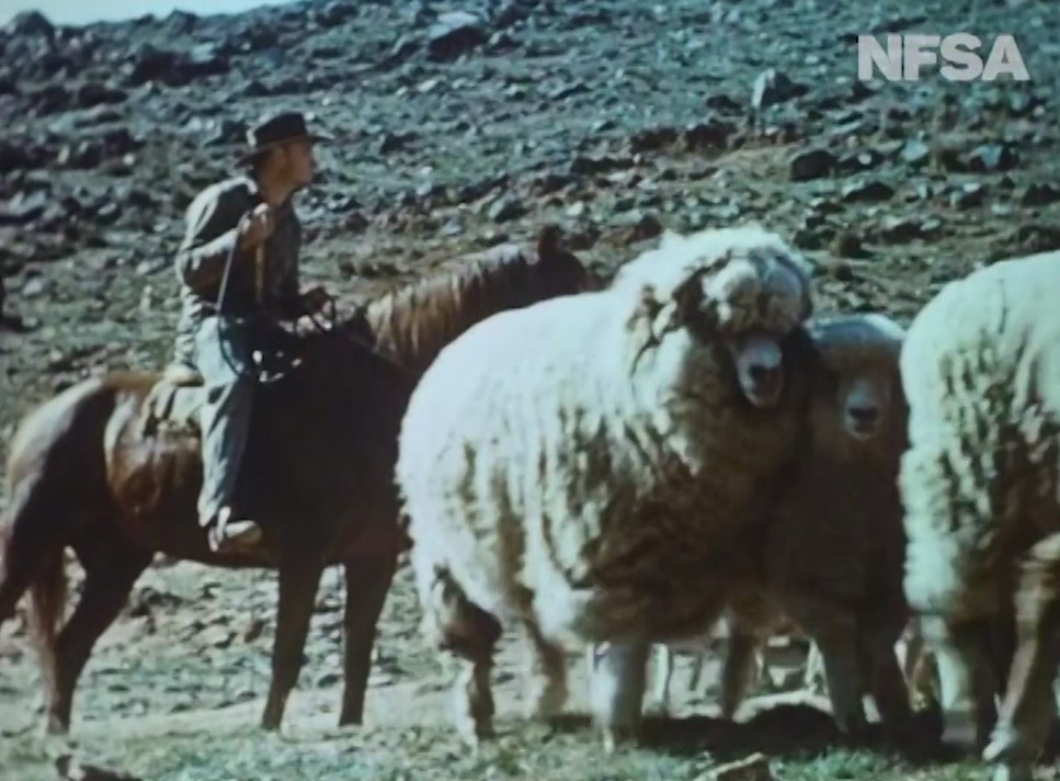 The first merino sheep (1947)