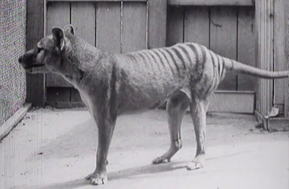 The last thylacine (1938) (silent)