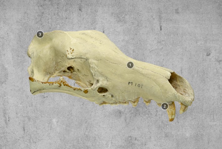 Thylacine cranium