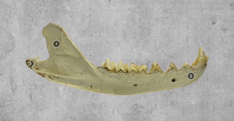 Thylacine jaw