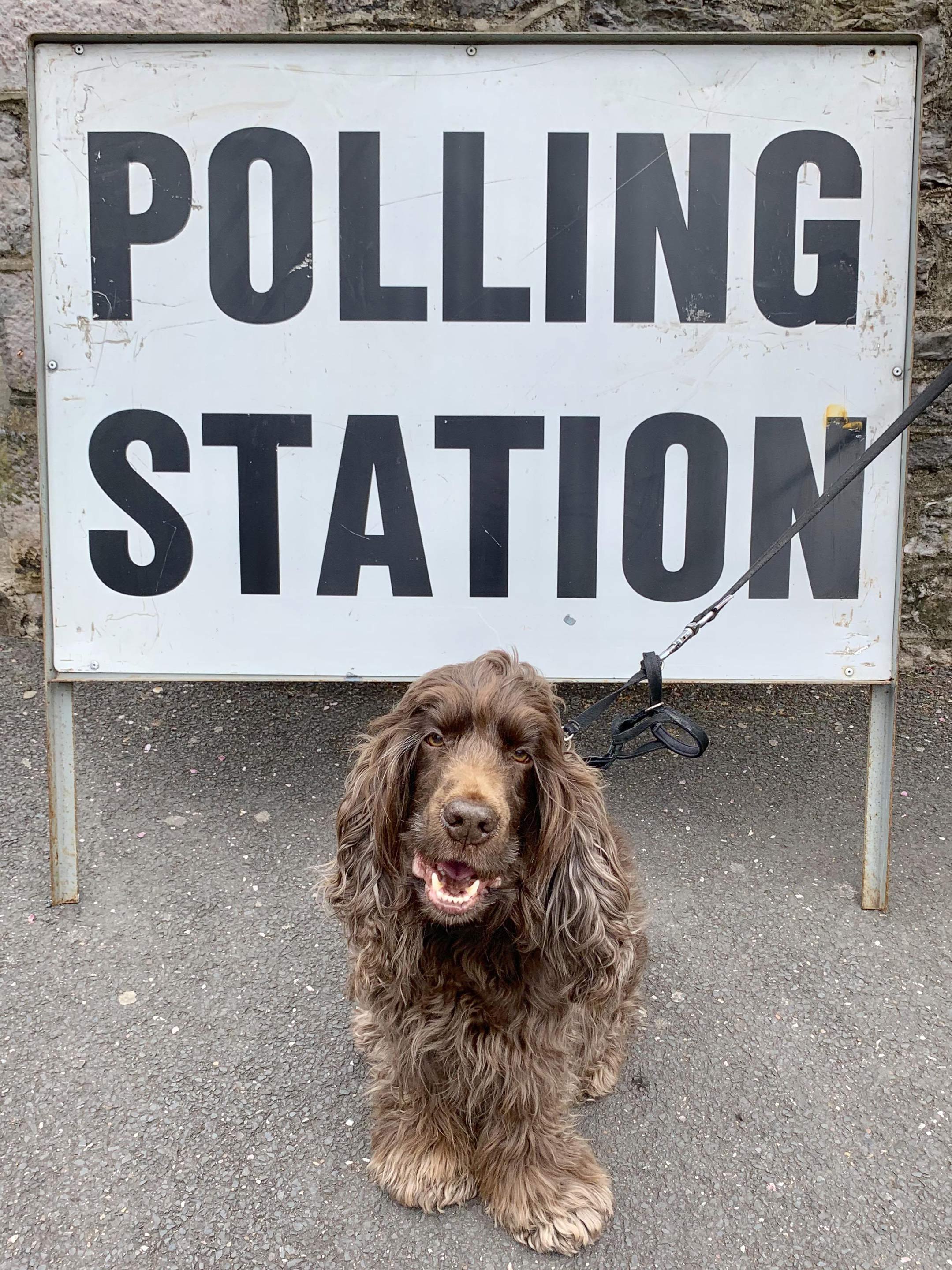 A dog at a polling station