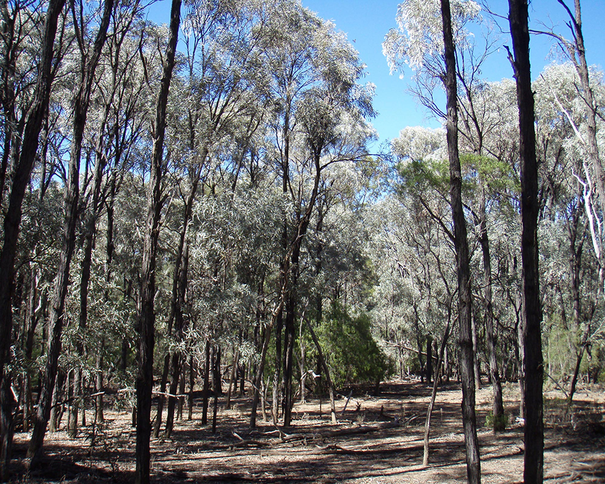 Brigalow forest