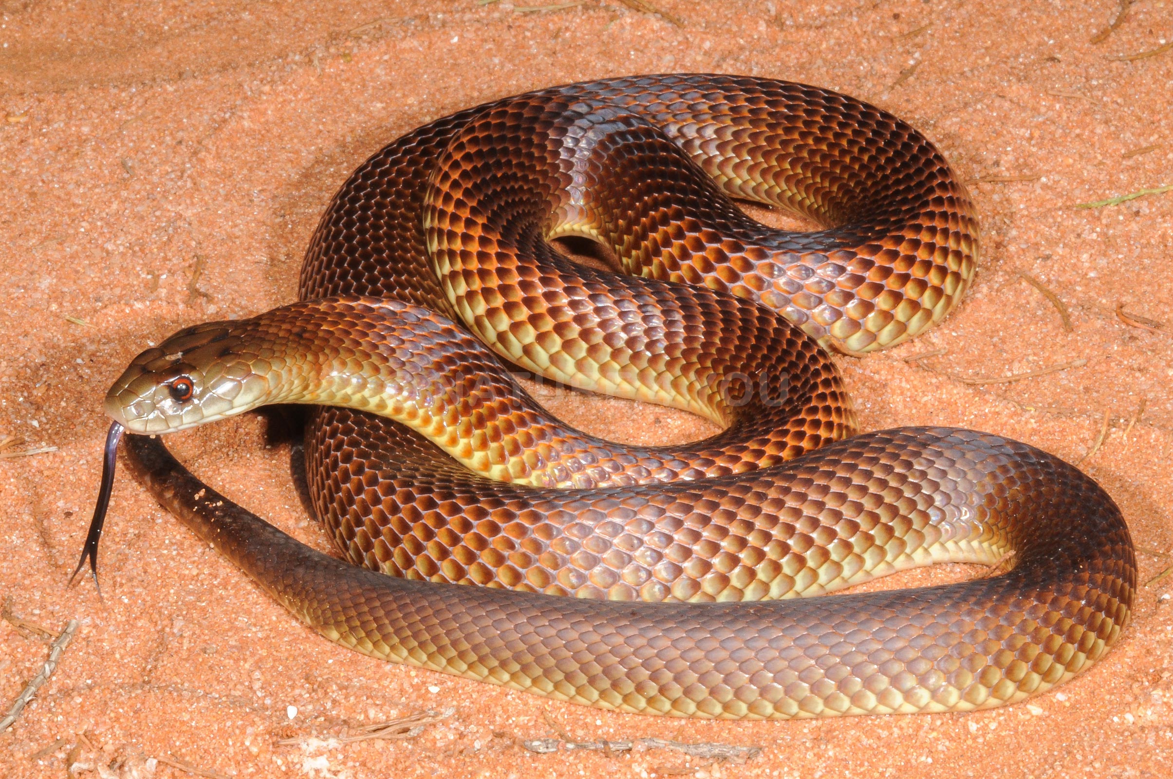 A Mulga Or King Brown Snake Australias Defining Moments Digital
