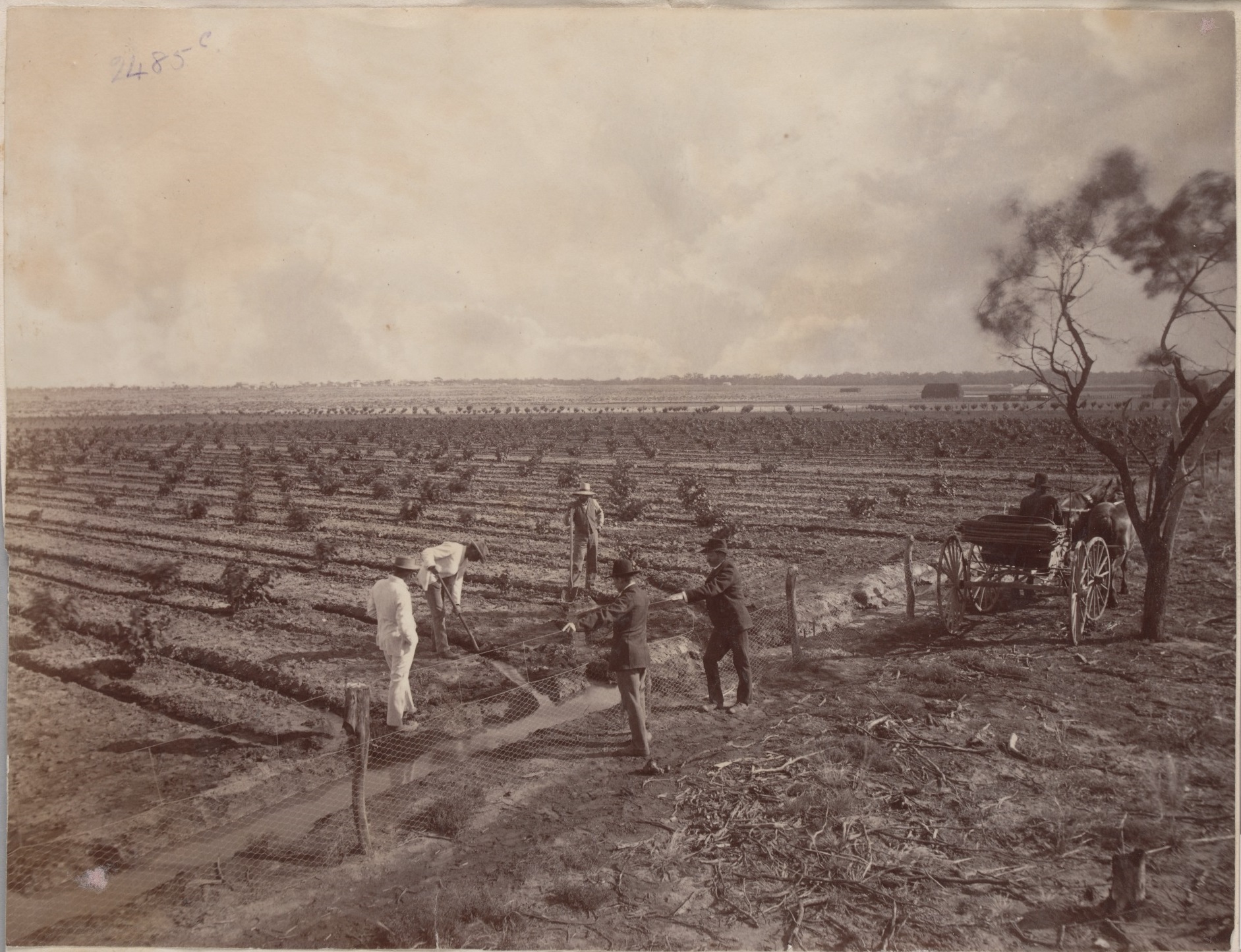 Mildura orchards, 1890, by JW Lindt