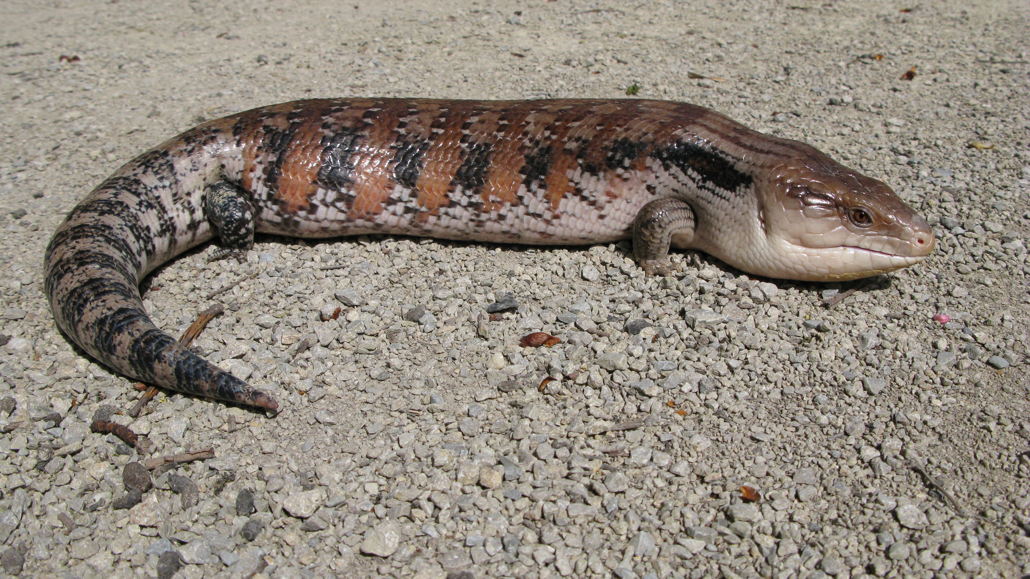 A northern blue-tongued lizard, 2011