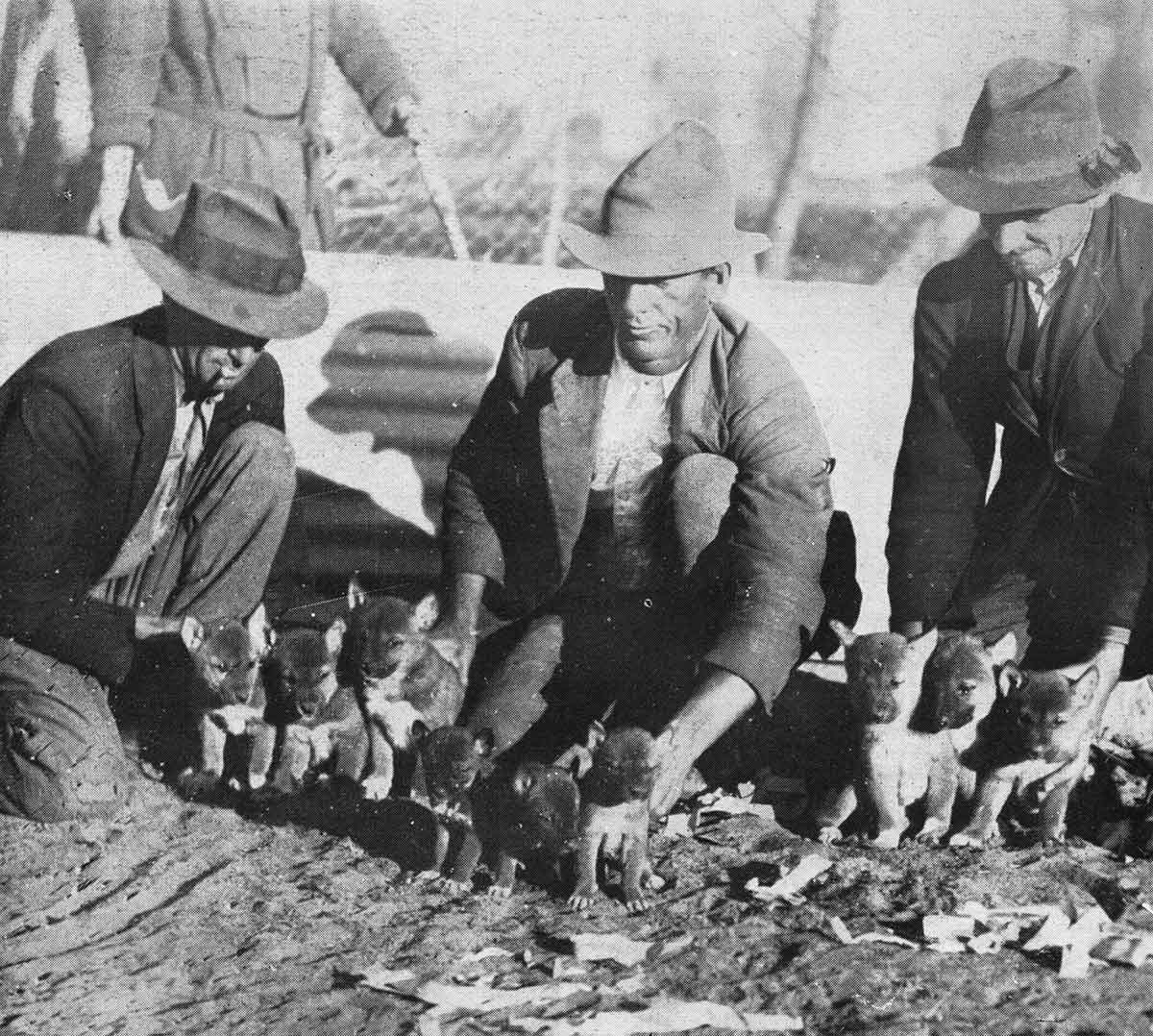Black and white photograph of three men with coats and hats on kneeling down with two litters of dingoes in front of them.