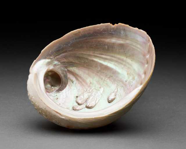 A small round abalone shell.