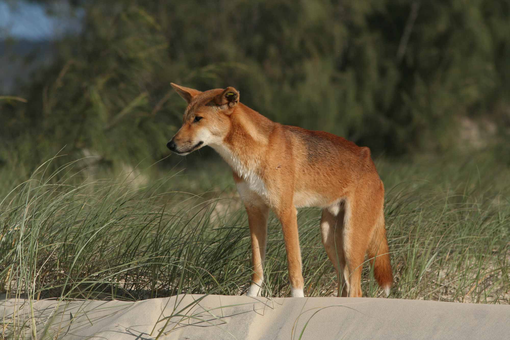 Photograph of dingo looking out from grass-covered sand.
