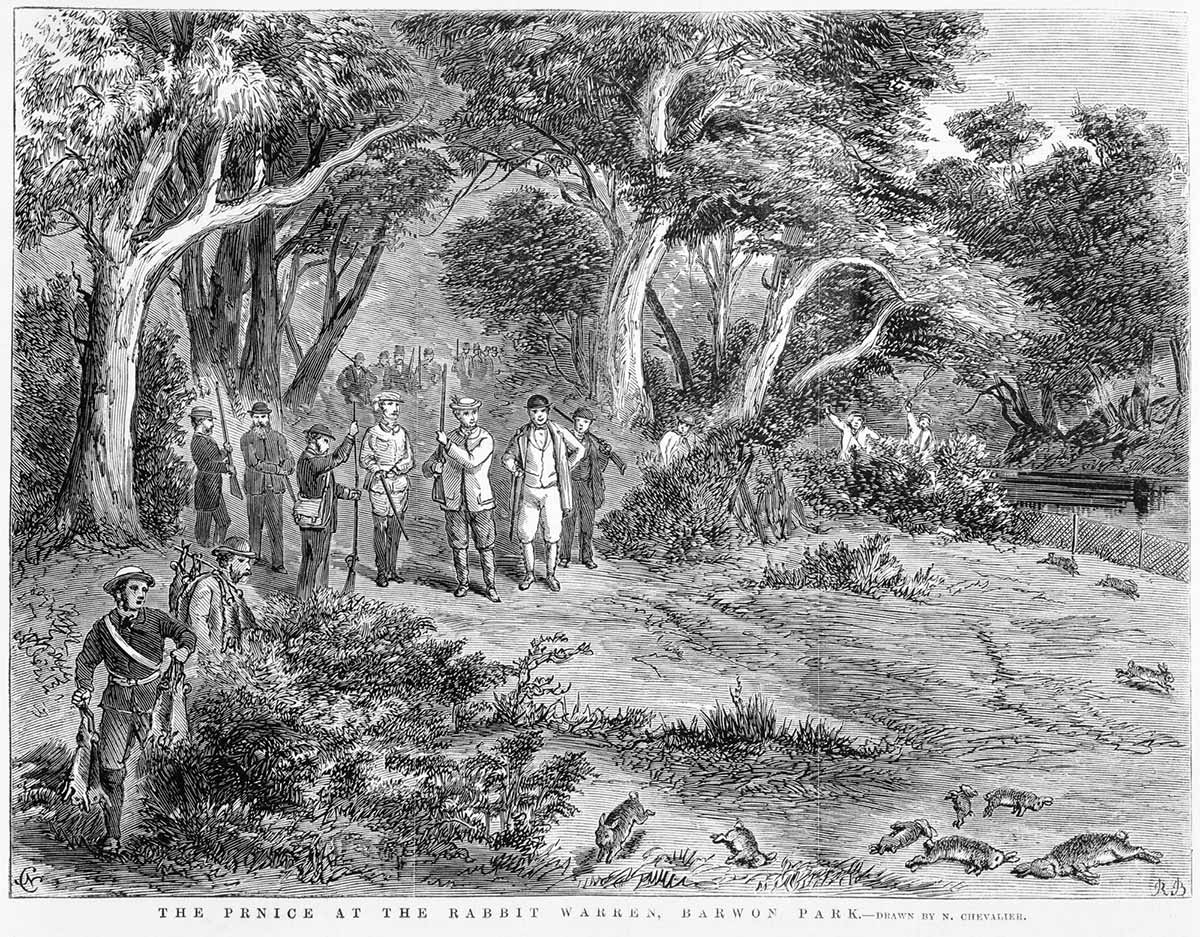 Black-and-white illustration depicting a large group of hunters pursuing wild rabbits in bushland. At the bottom is printed "PRNICE AT THE RABBIT WARREN, BARWON PARK – DRAWN BY N. CHEVALIER."