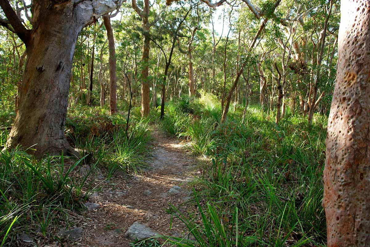 Colour photograph of a pathway through bushland.