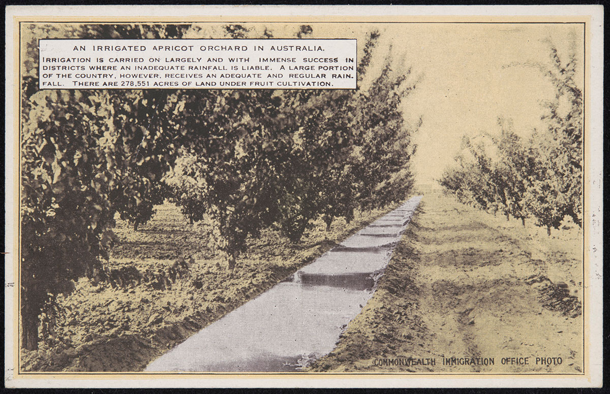 A 'COMMONWEALTH IMMIGRATION OFFICE PHOTO' postcard featuring a sepia coloured photograph of an irrigation channel between rows of fruit trees. A caption for the photograph, in the top left hand corner, reads: 'AN IRRIGATED APRICOT ORCHARD IN AUSTRALIA. / IRRIGATION IS CARRIED OUT ON LARGELY AND WITH IMMENSE SUCCESS IN DISTRICTS WHERE AN INADEQUATE RAINFALL IS LIABLE. A LARGE PORTION OF THE COUNTRY, HOWEVER, RERCEIVES ADEQUATE AND REGULAR RAINFALL. THERE ARE 278,551 ACRES OF LAND UNDER FRUIT CULTIVATION.'