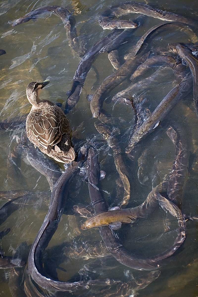 Duck swimming above a swarm of eels.