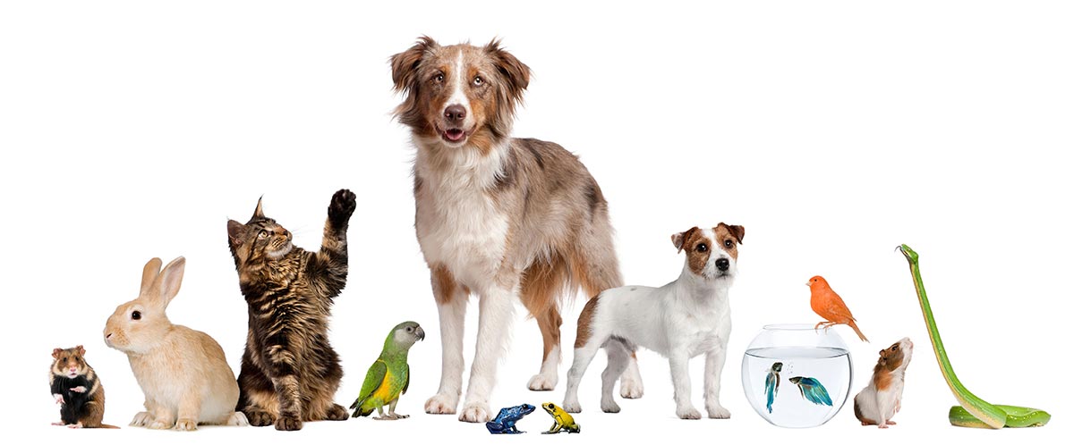 Group of pets in front of white background.