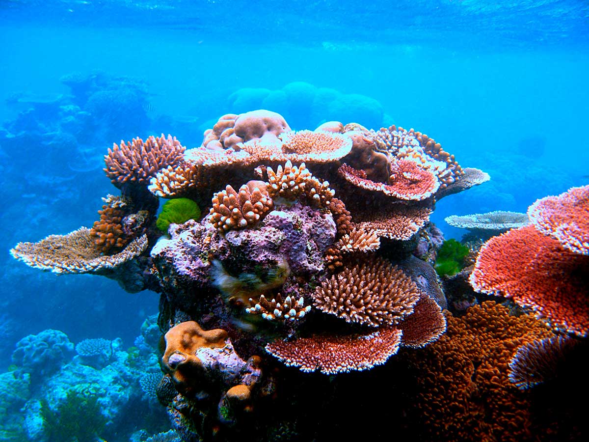 Underwater scene of a colourful coral outcrop.
