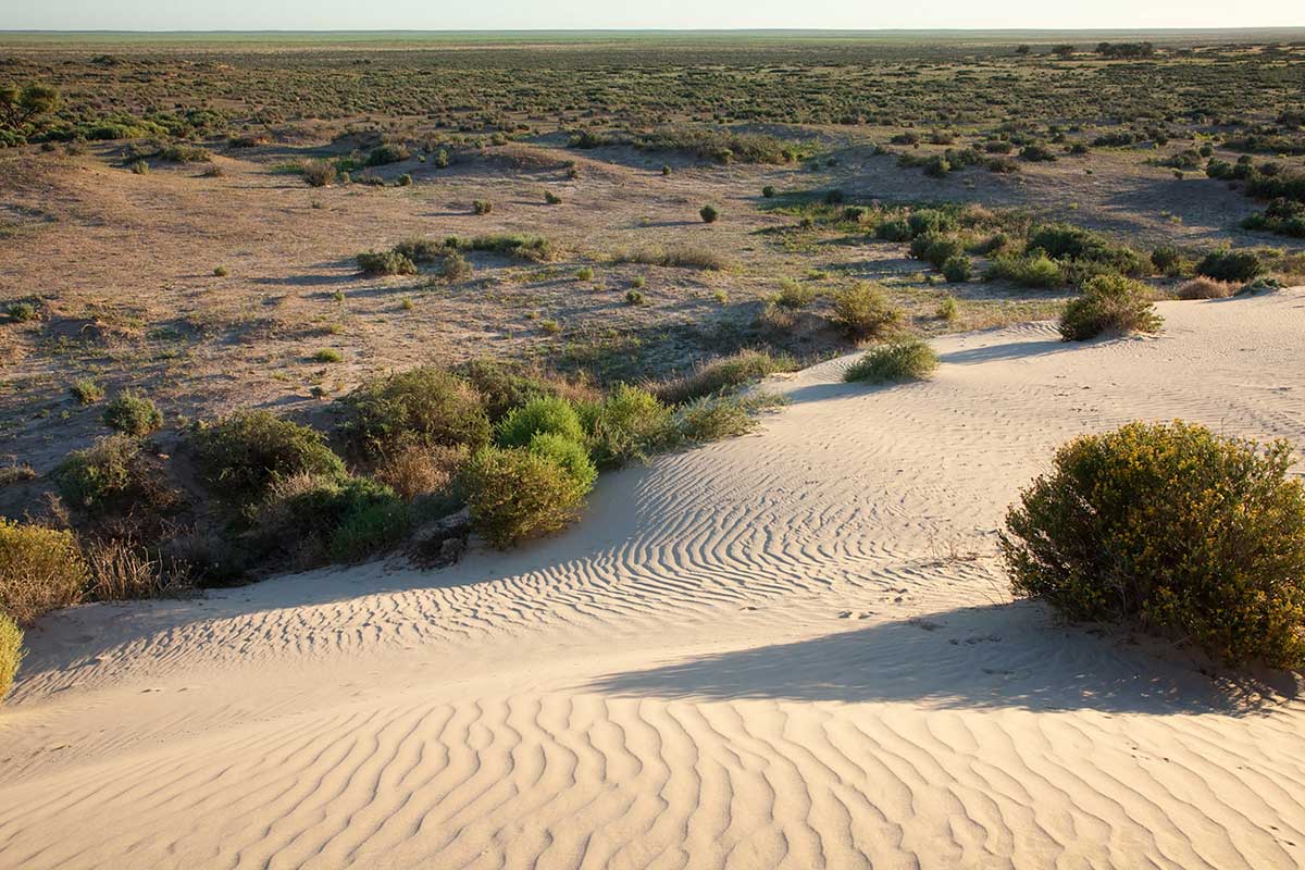Vast landscape featuring sand dunes merging with low scrubland.