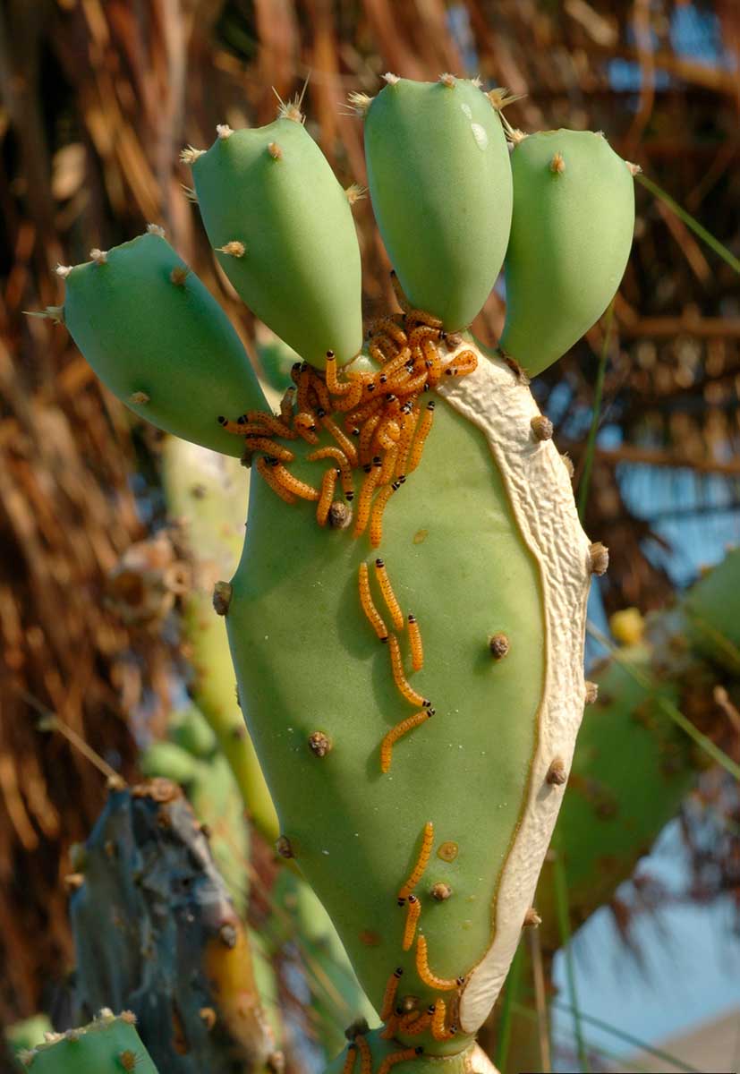 A prickly pear cactus covered in larvae.