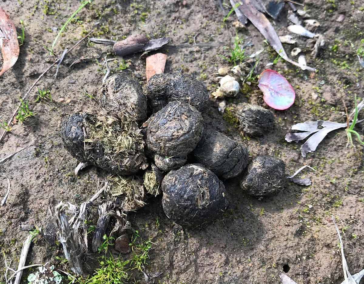 Animal droppings on the ground.