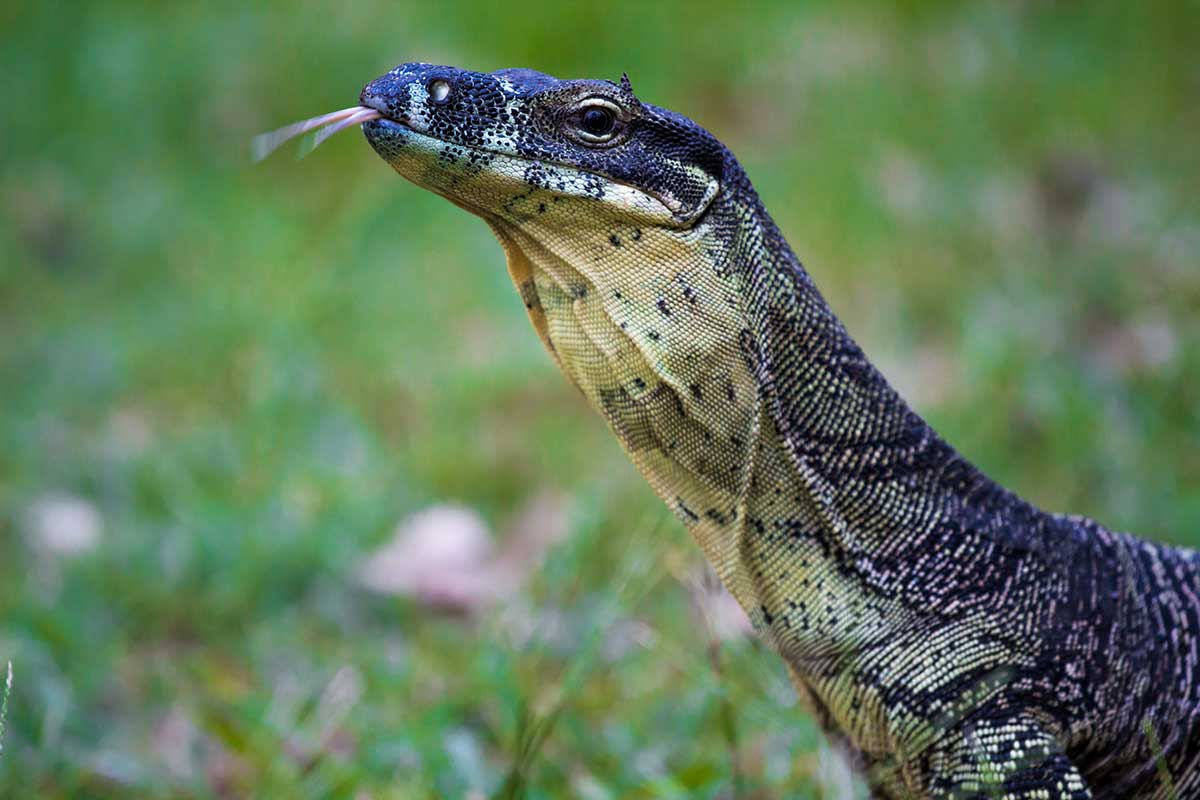 Close-up view of a lace monitor goanna.