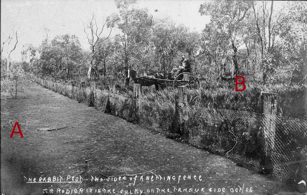 <p>Rabbit fence, New South Wales, 1905</p>