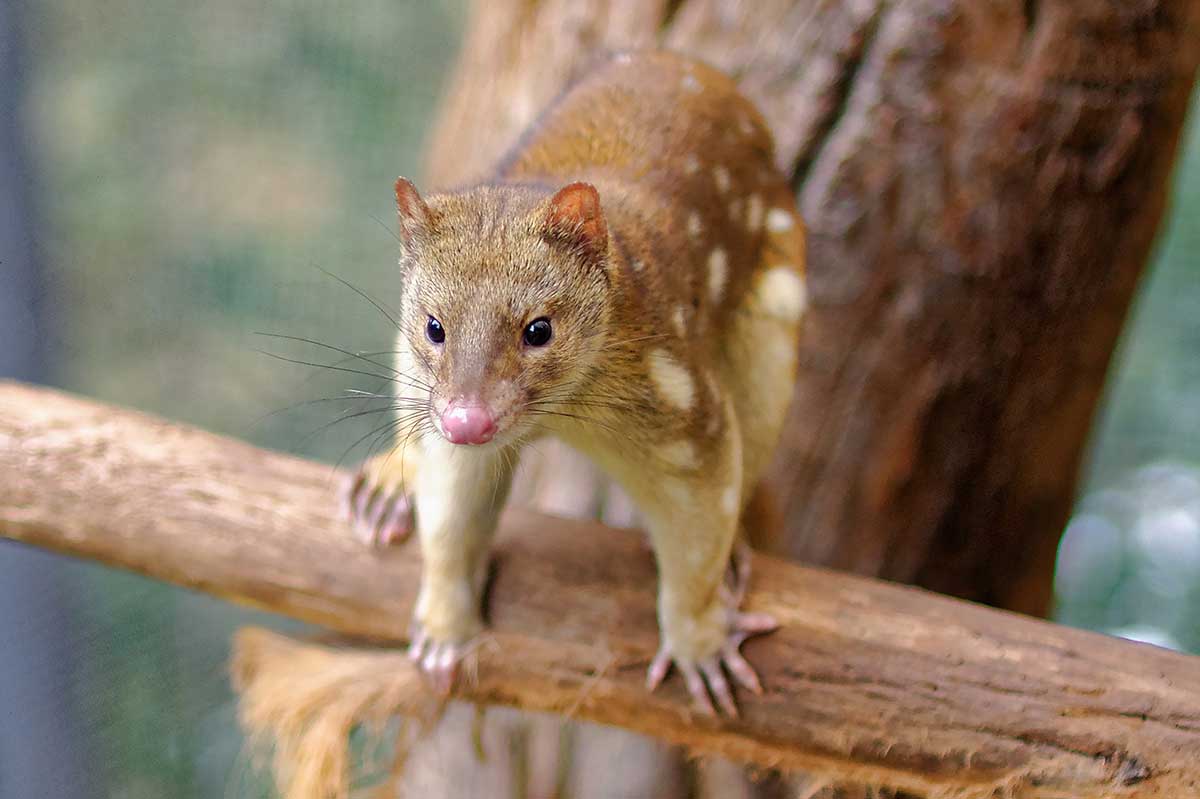 Close-up view of a tiger quoll perched on a branch.