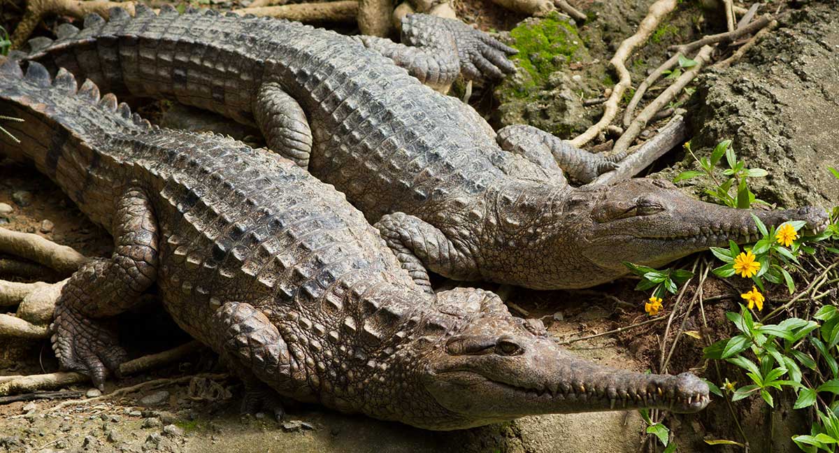 Two crocodiles side by side.
