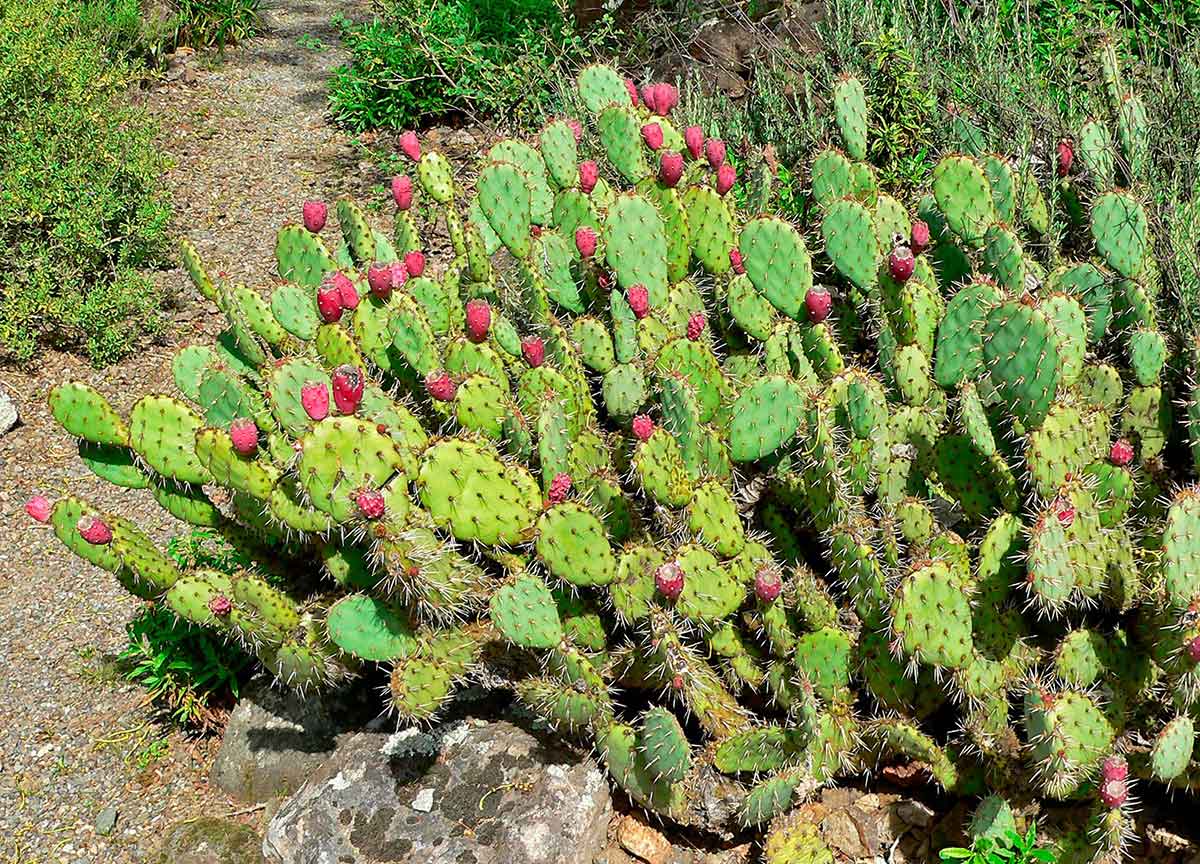 <p>Prickly pear cactus</p>
