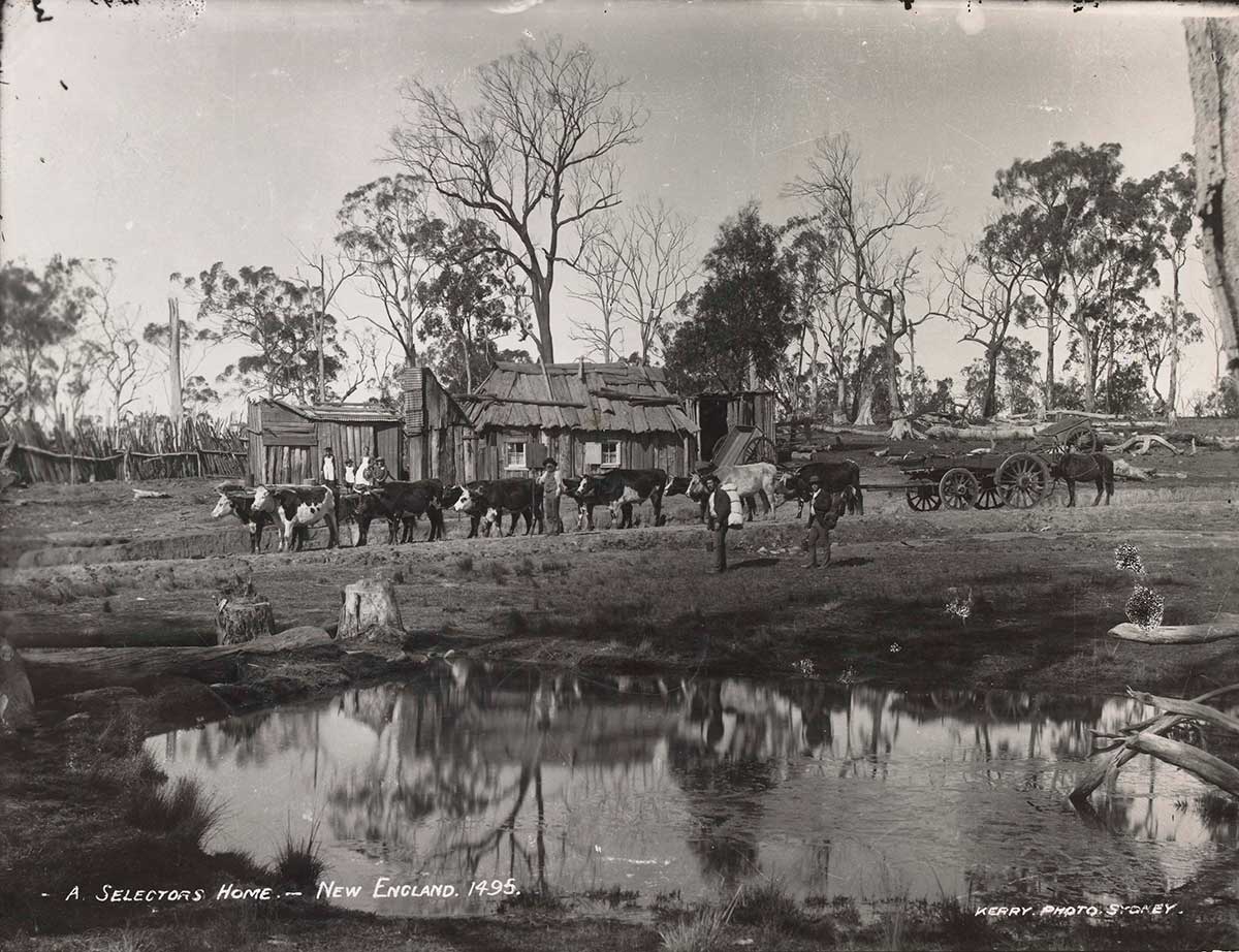 Black and white photo of a homestead and people with a herd of cattle.
