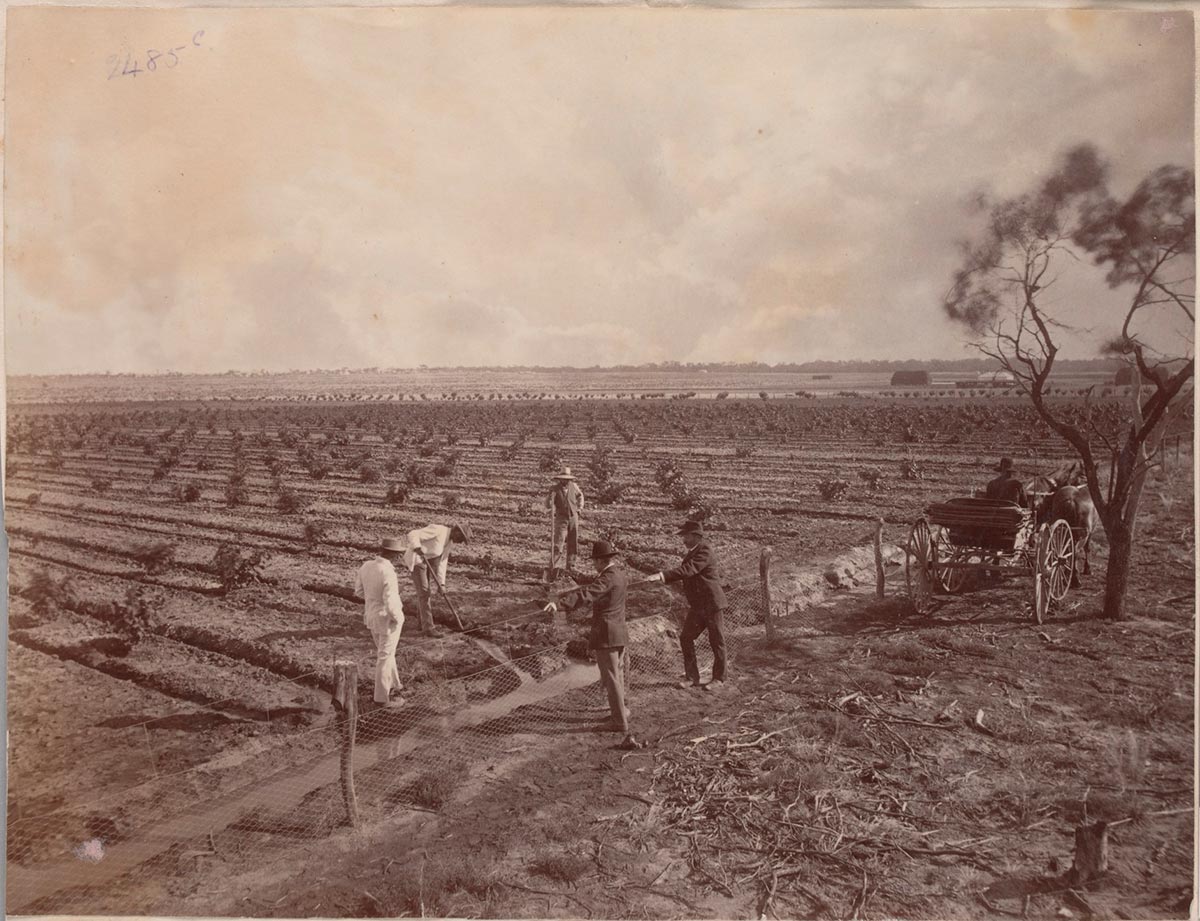 Three men tilling the soil in large paddox while two others look on from other side of a fence. Saplings have been planted in the paddock in long rows.