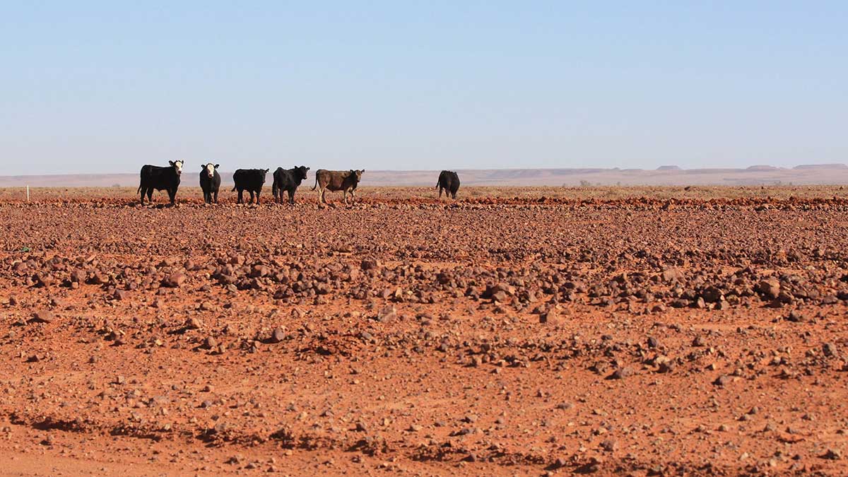 Dry paddock with cattle in the distance.