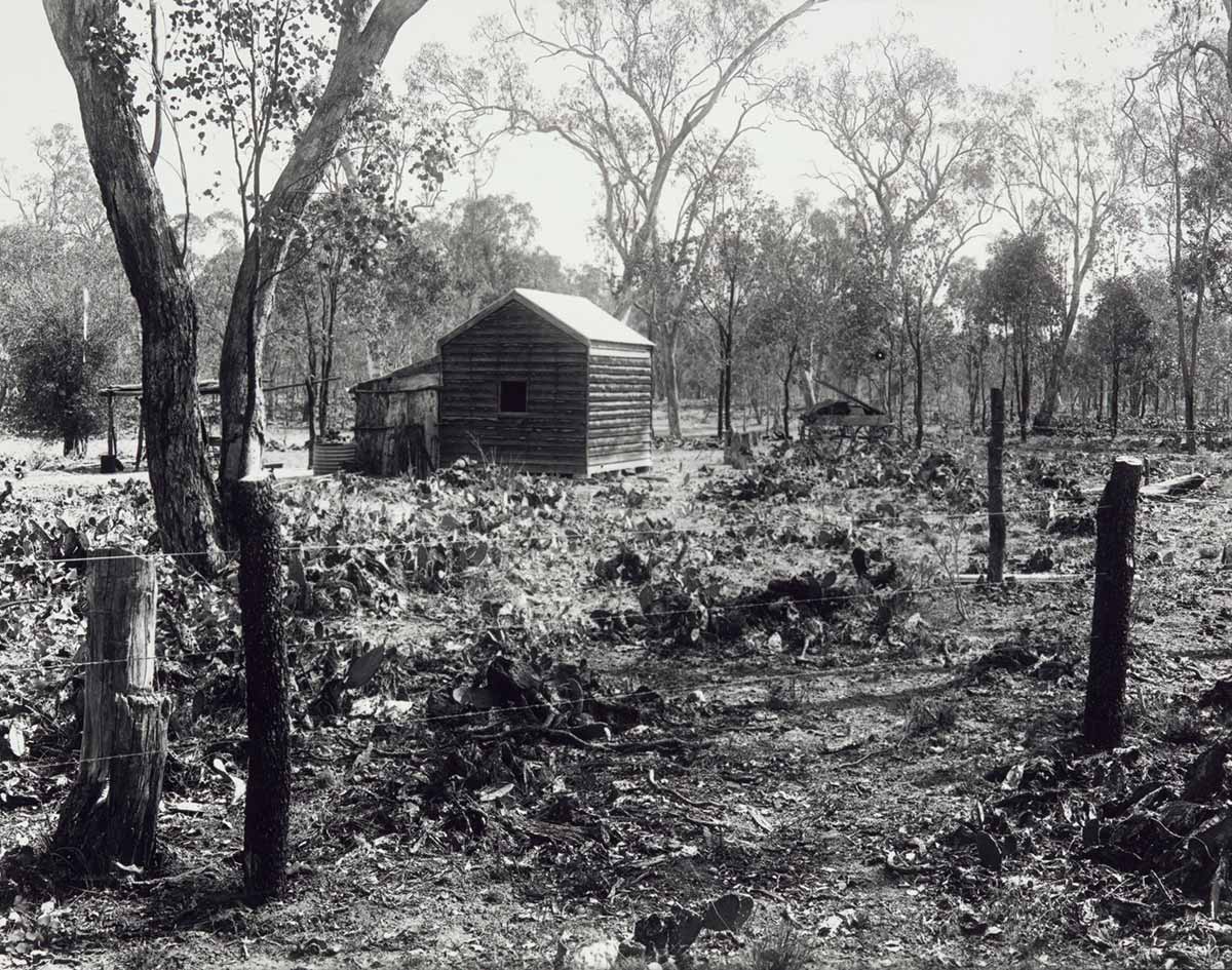 A black and white photograph of a shed surrounded by prickly pear growth.