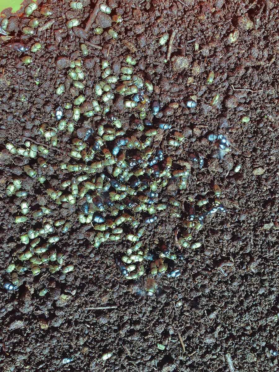 An aerial view of a swarm of dung beetles scattered across soil.