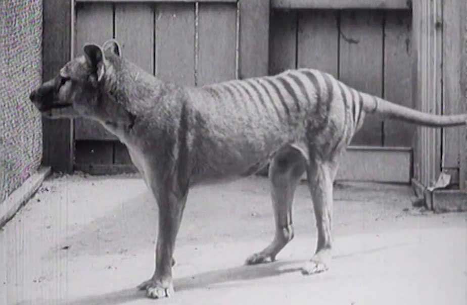Film still of a thylacine in an enclosure from The last thylacine (1938) (silent).