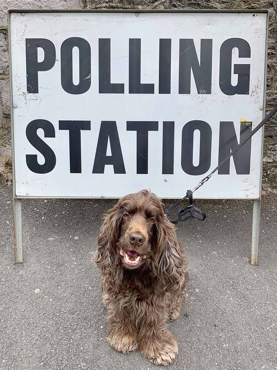 A Cocker Spaniel dog sits in front of a sign that reads 'POLLING STATION'.