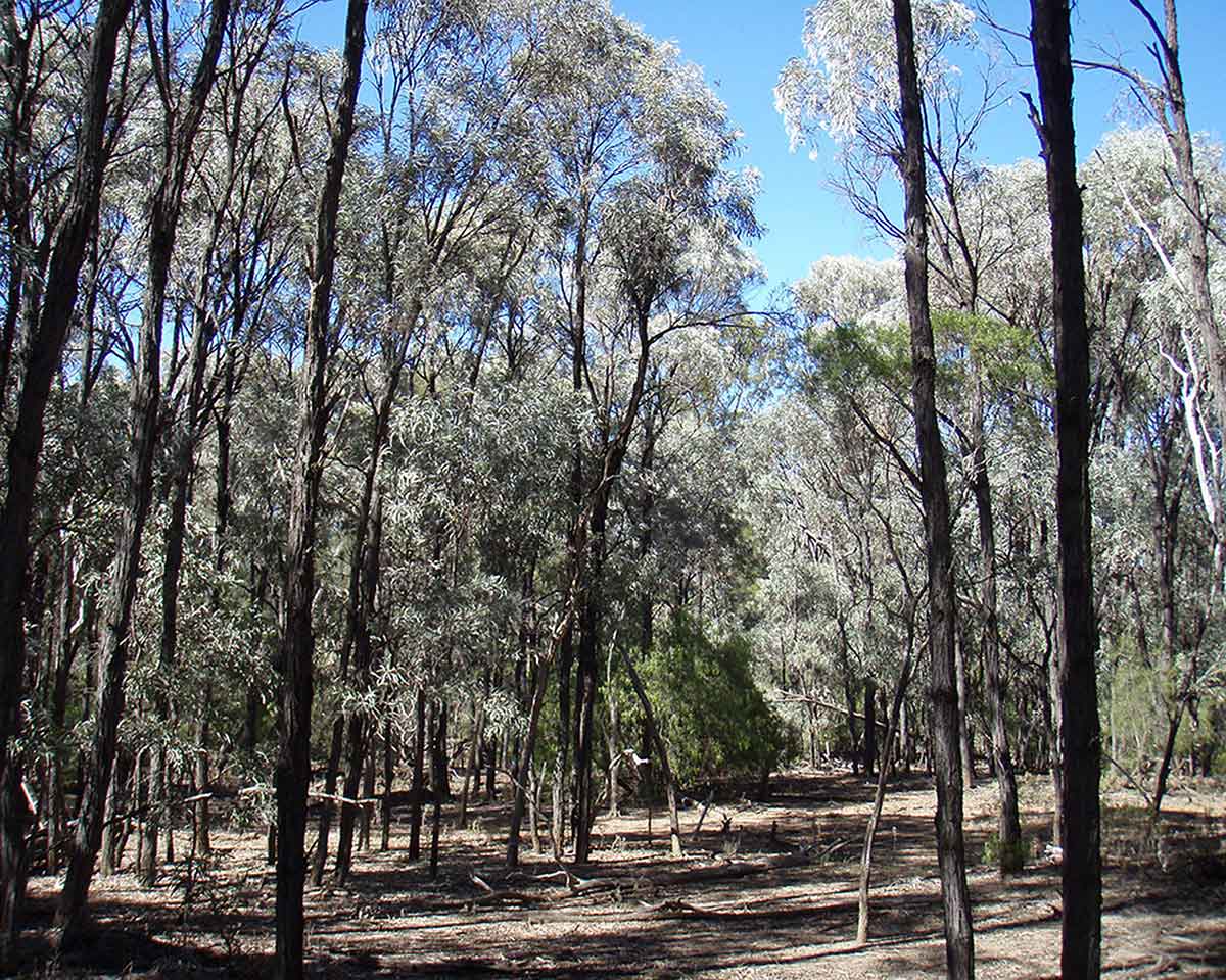 <p>Brigalow forest</p>
