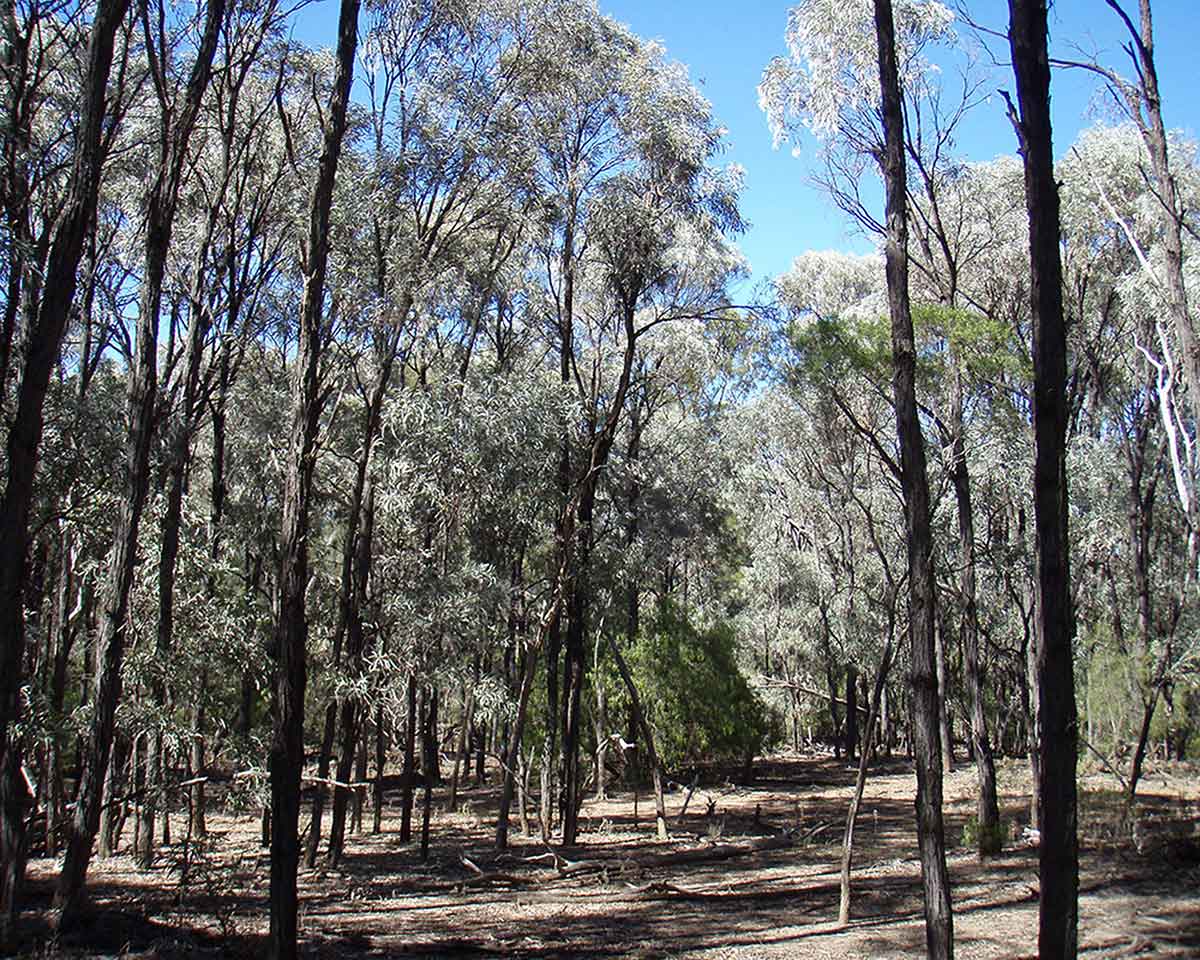 <p>Brigalow forest</p>
