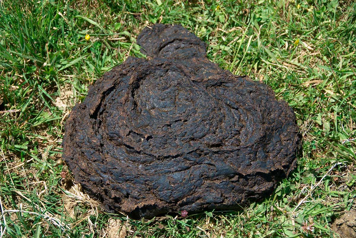 Colour photo of a cow pat on grass.