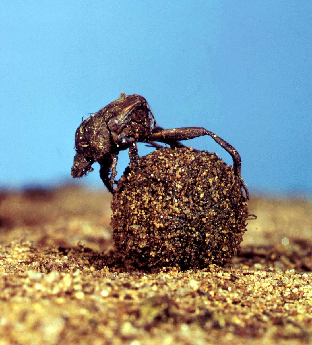 A colour photograph of a close-up shot of a dung beetle.