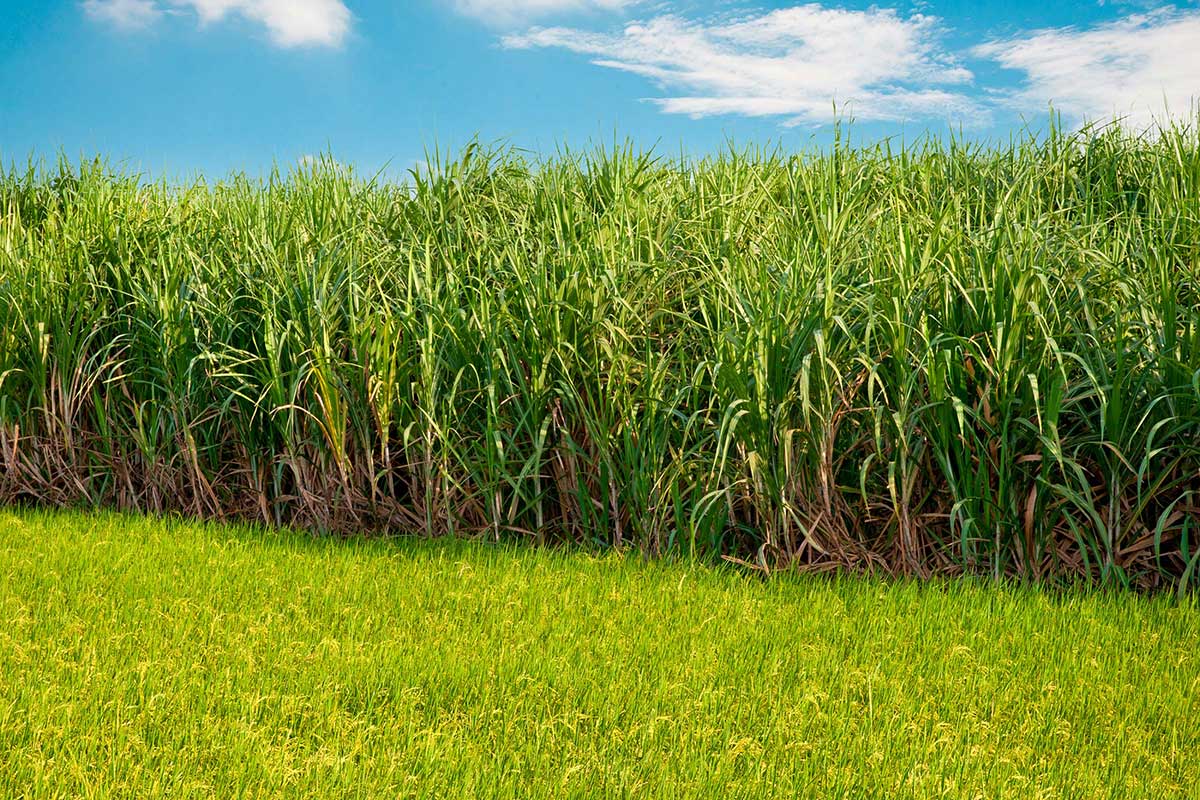 <p>A sugarcane field</p>