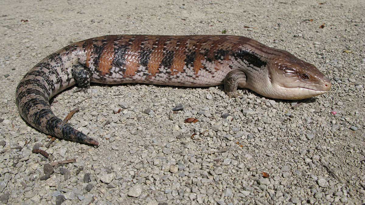 Colour photograph of a blue tongue lizard.