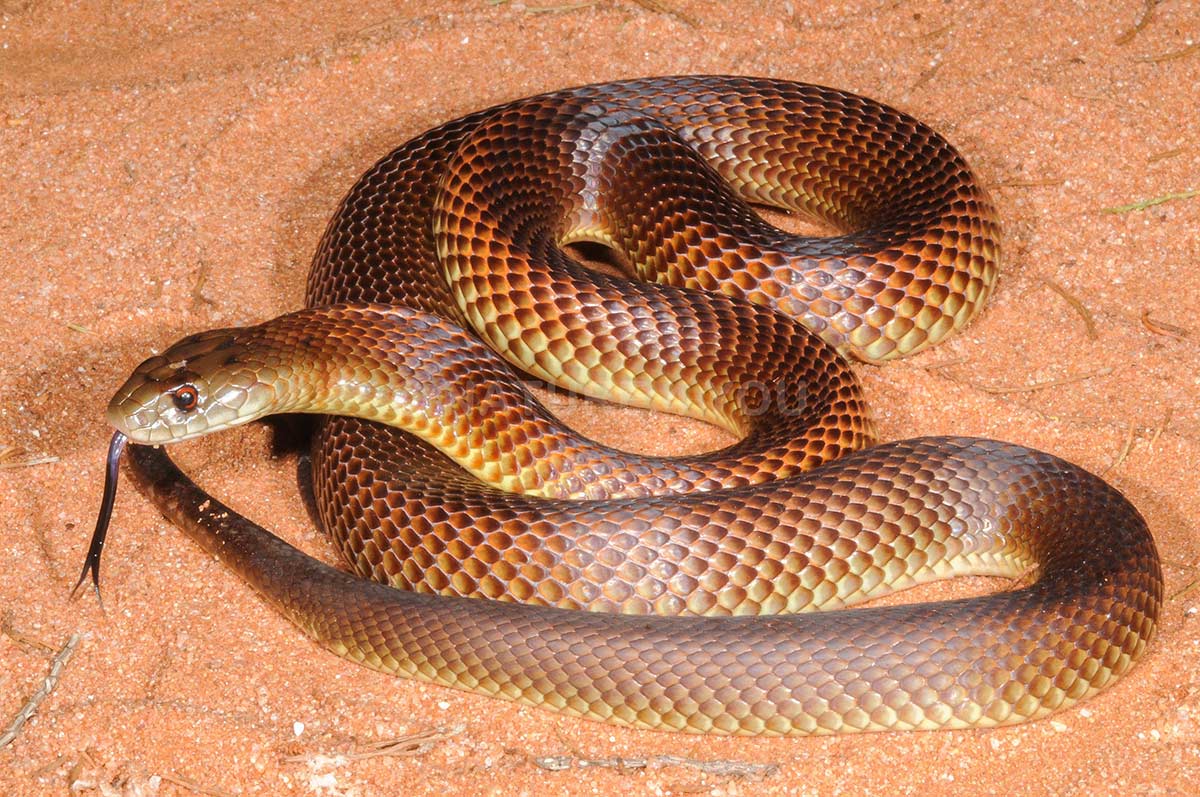 A coiled snake with brown tones and a yellow belly.