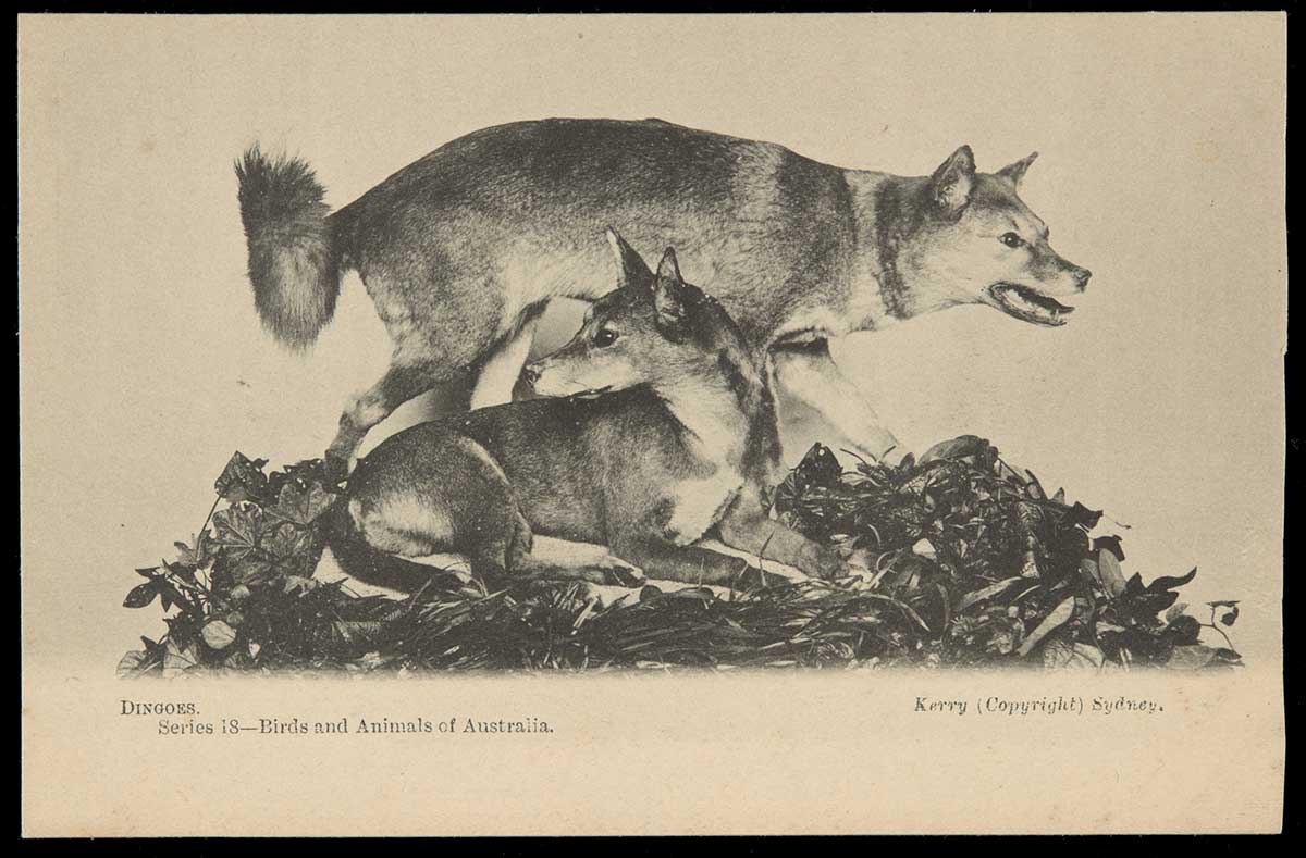 A postcard featuring a black and white photograph of two taxidermied Dingoes. Printed text on the front of the postcard describes the photograph as being 'DINGOES.' and also 'Series 18-Birds and Animals of Australia.'. The postcard is copyrighted 'Kerry (Copyright) Sydney.'.