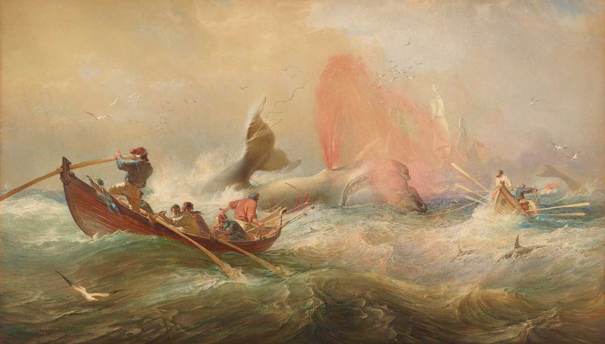 Colour illustration of men in row boats attacking a humpback whale that is spraying blood from its blowhole.
