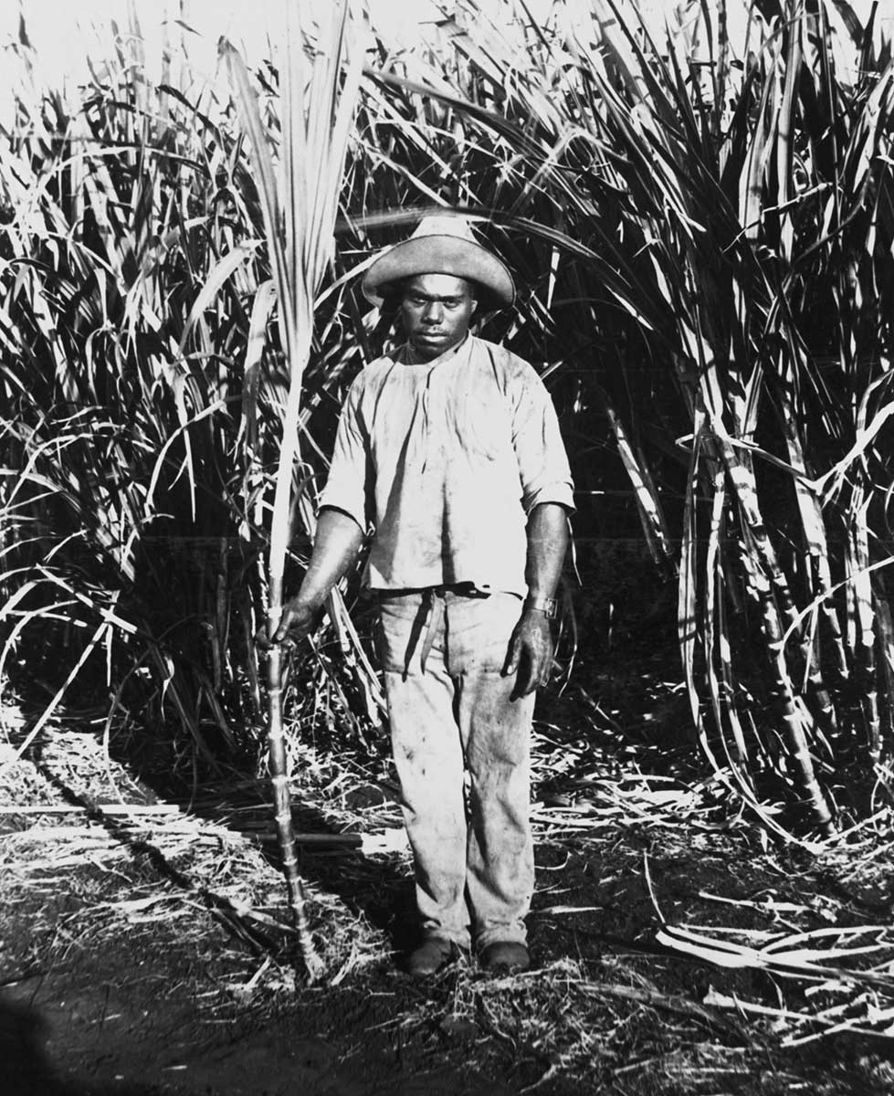 Young man standing in front of tall stands of sugar cane. He is holding a piece of sugar cane. His face is expressionless.